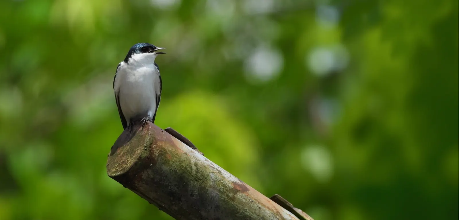 Biodiversidad en proyectos de la Fundación SGI