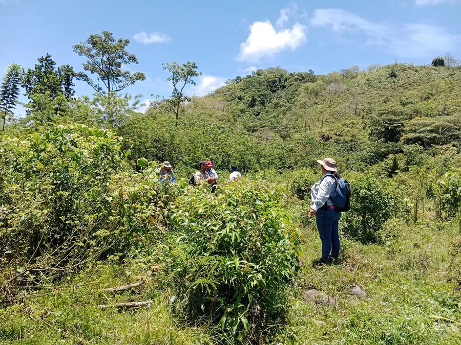 Monitoreo forestal en cobertura vegetal
